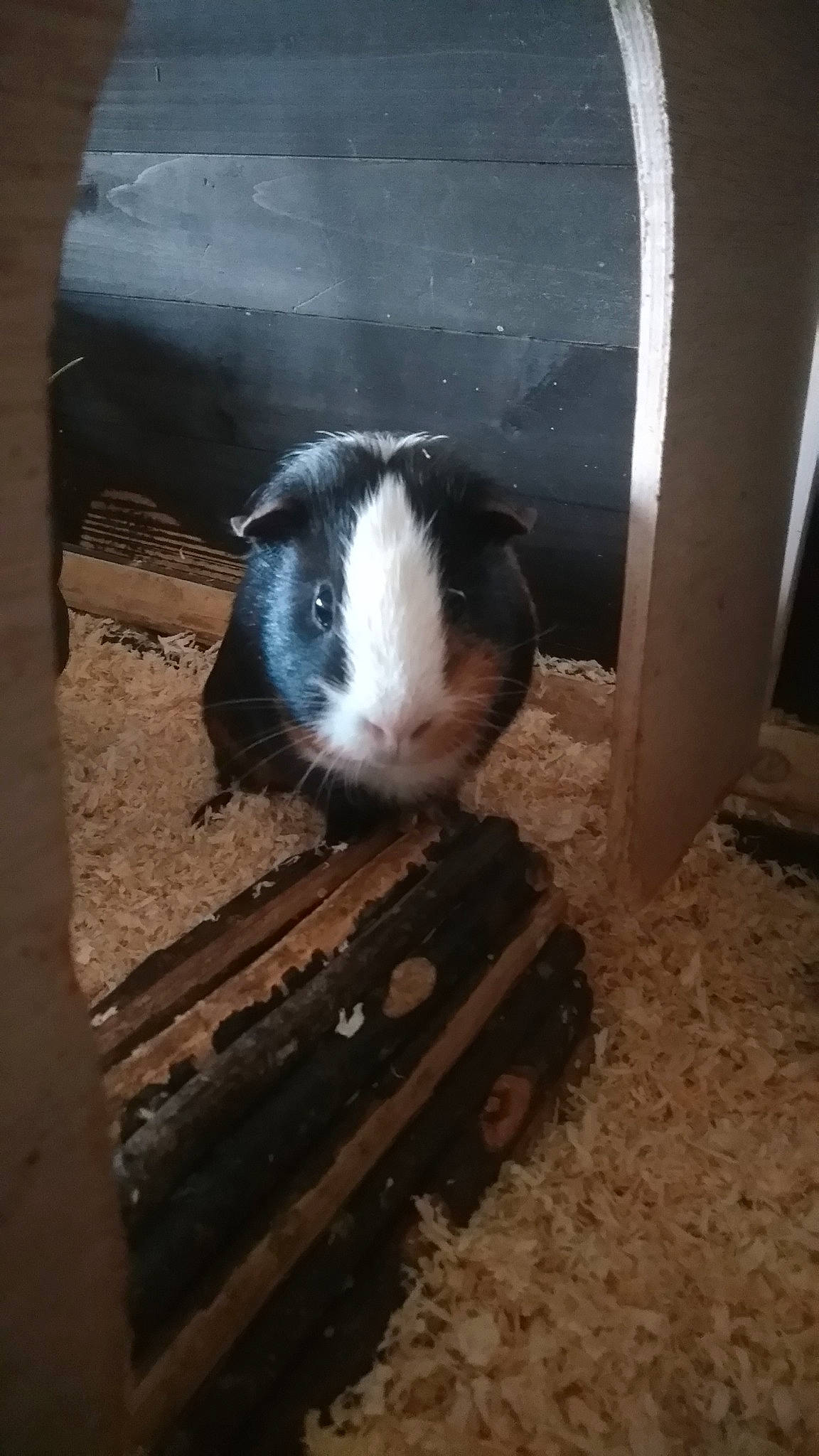 Fanfan a rejoint le concours — aidez-le/la à gagner de superbes lots ! ear, fawn, gerbil, guinea_pig, mammal, rabbit, rodent, snout, vertebrate, whiskers