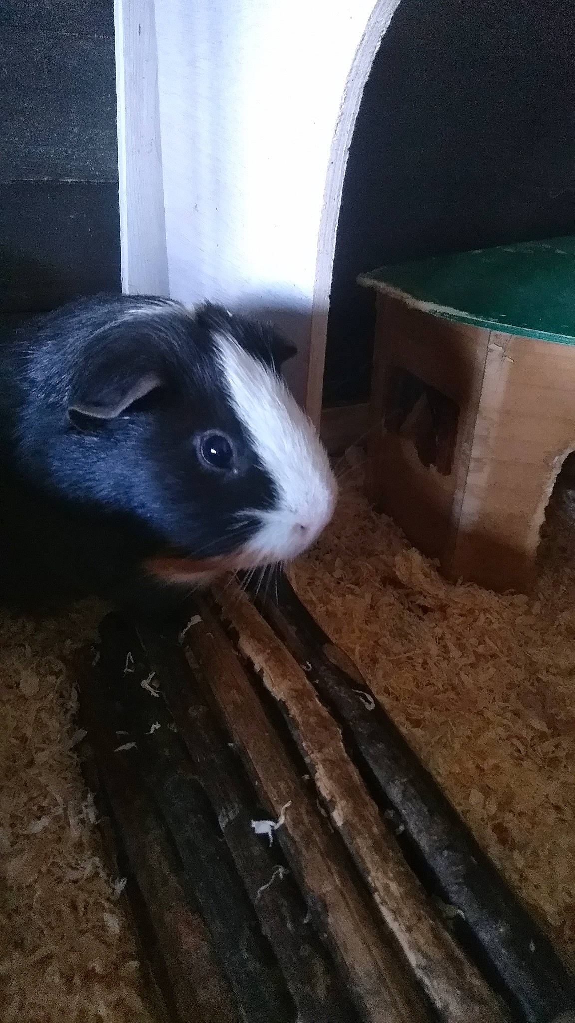 Fanfan a rejoint le concours — aidez-le/la à gagner de superbes lots ! fawn, gerbil, guinea_pig, hamster, mammal, muridae, rodent, snout, whiskers