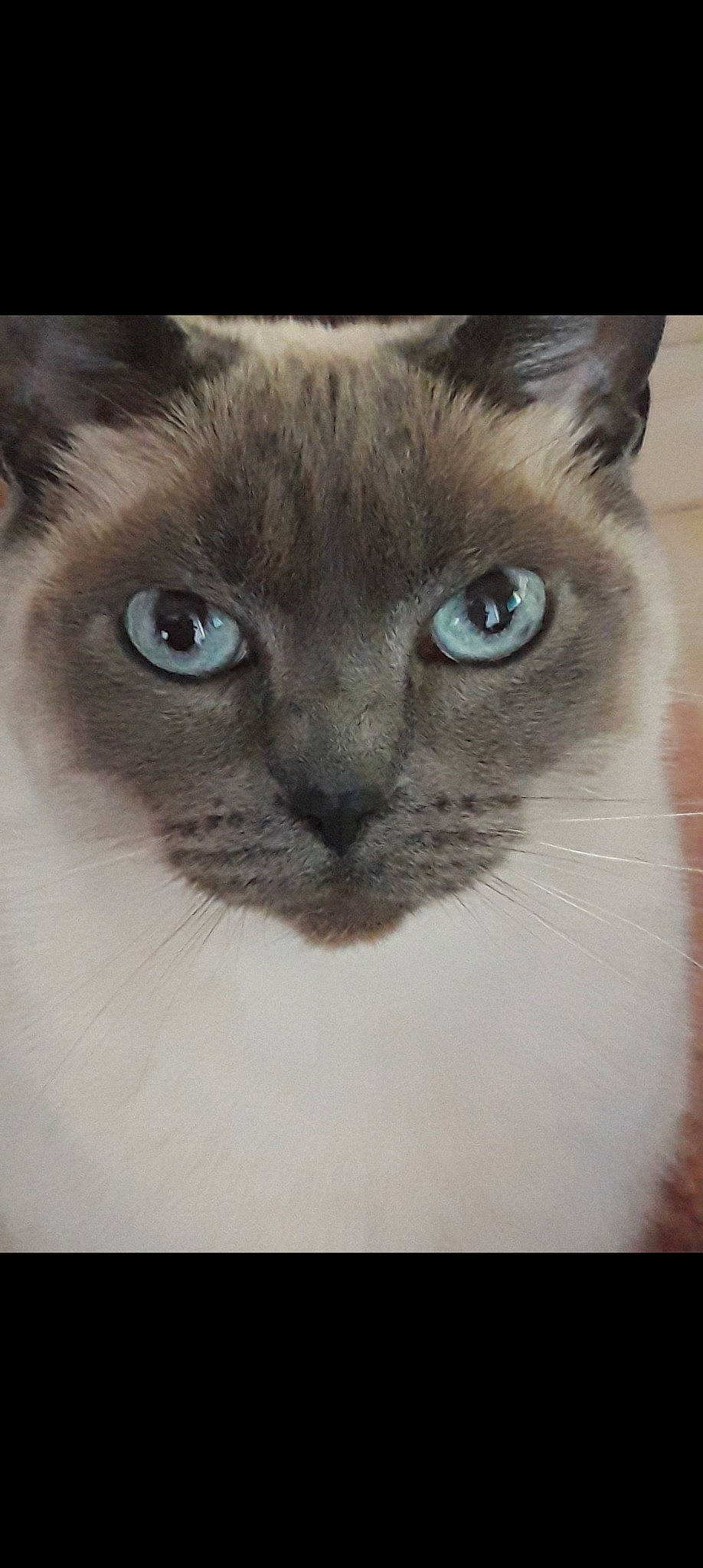 Jazzy a rejoint le concours — aidez-le/la à gagner de superbes lots ! balinese, birman, carnivore, cat, close_up, domestic_short_haired_cat, electric_blue, eyelash, fawn, felidae, fur, hair, iris, no_expression, siamese, small_to_medium_sized_cats, snout, terrestrial_animal, thai, whiskers