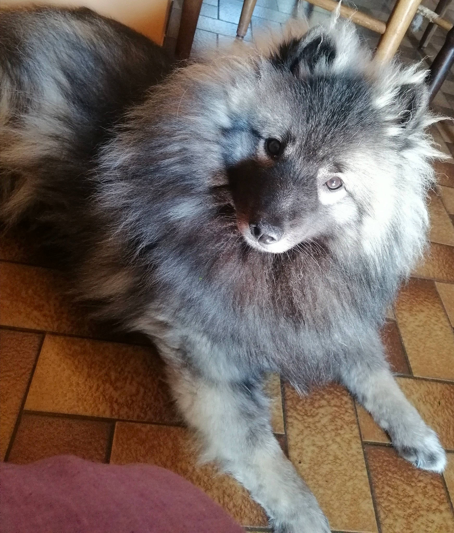 Ourca a rejoint le concours — aidez-le/la à gagner de superbes lots ! canidae, canis, carnivore, companion_dog, dog, dog_breed, fur, german_spitz, german_spitz_mittel, keeshond, mammal, non_sporting_group, pomeranian, spitz, vertebrate