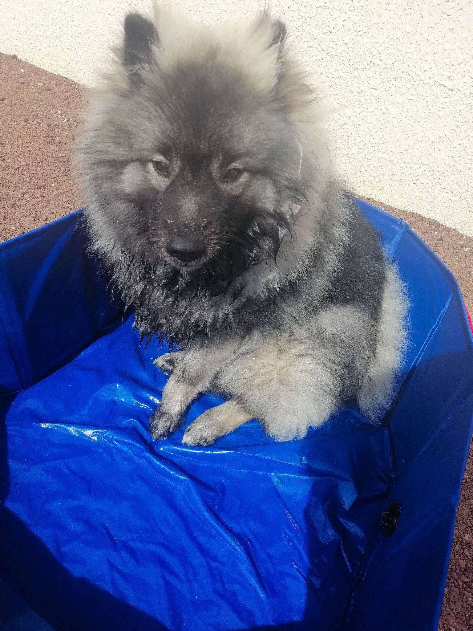 Ourca participe au concours pour gagner de l'argent avec cette photo : canidae, carnivore, companion_dog, dog, dog_breed, eurasier, fawn, german_spitz, german_spitz_klein, german_spitz_mittel, keeshond, mammal, non_sporting_group, pomeranian, puppy, spitz, sporting_group, vertebrate