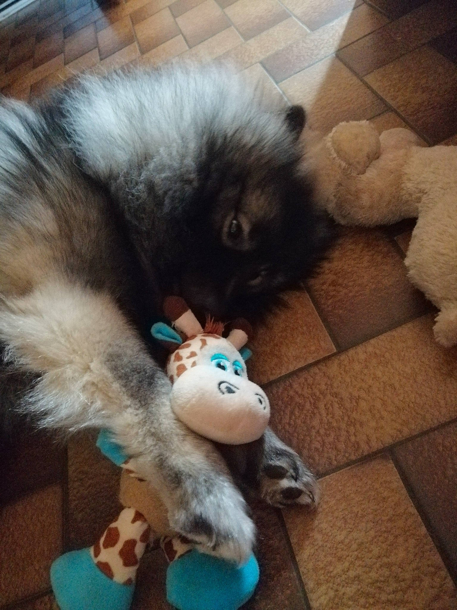 Ourca participe au concours pour gagner de l'argent avec cette photo : canidae, carnivore, companion_dog, dog, dog_breed, fawn, fur, keeshond, mammal, non_sporting_group, pomeranian, puppy, spitz, tail