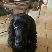 Sultan a rejoint le concours — aidez-le/la à gagner de superbes lots ! animal, black_dog, cardboard_box, chair, closeup, companion, curious, curly_fur, dog, domestic, floor, fur, home, household_items, indoor, living_room, looking_at_camera, pet, television, tile_floor