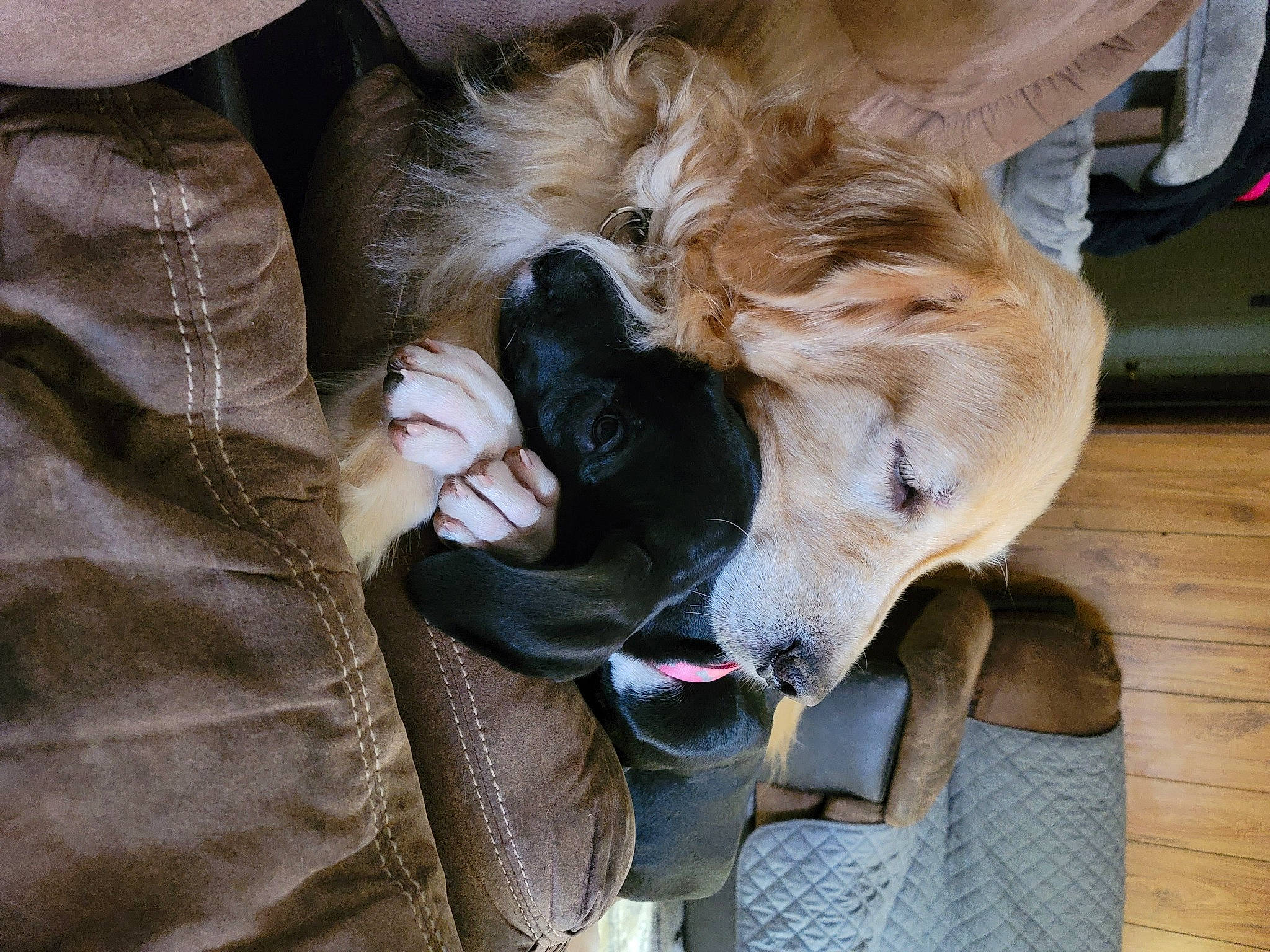 Tillie is registered to the contest to win money with this photo: canidae, carnivore, collar, comfort, companion_dog, dog, dog_breed, dog_collar, dog_supply, ear, fawn, fur, guard_dog, paw, sighthound, silken_windhound, snout, sporting_group, whiskers, working_animal