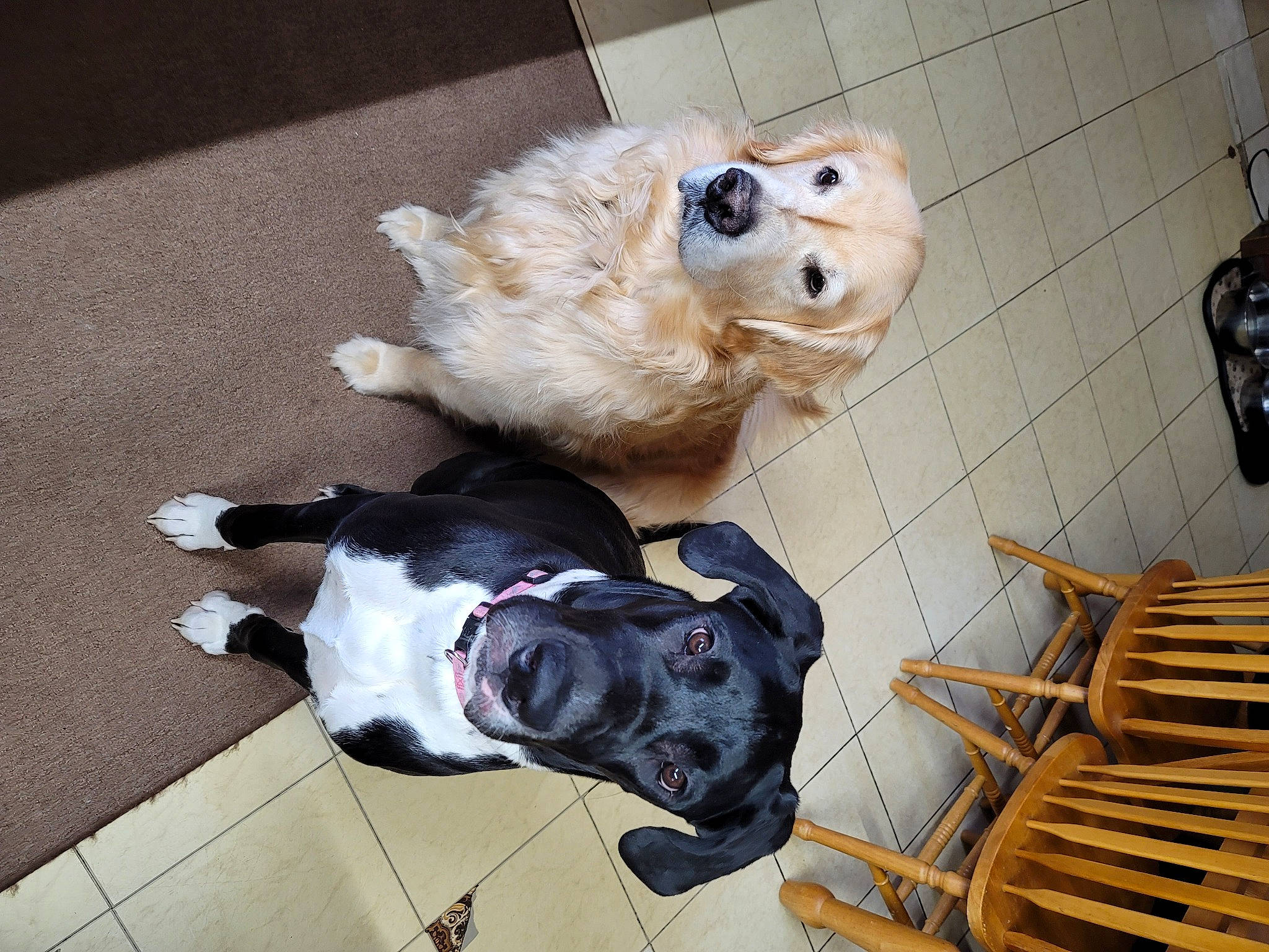 Tillie joined the competition — help win amazing prizes! canidae, carmine, carnivore, collar, companion_dog, dog, dog_breed, dog_clothes, dog_collar, dog_supply, fawn, flooring, fur, leash, personal_protective_equipment, pet_supply, snout, sporting_group, white, working_animal