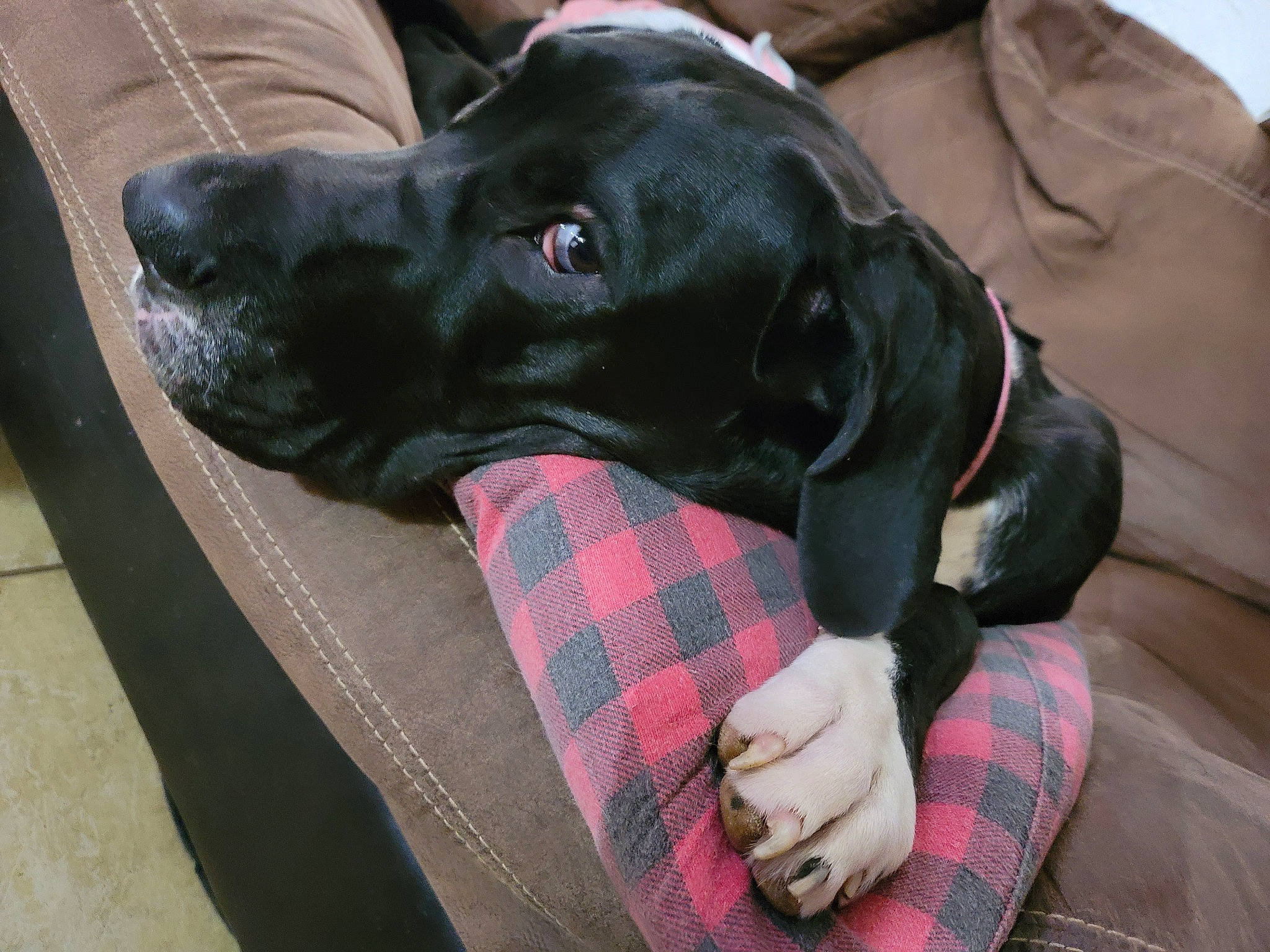 Tillie joined the competition — help win amazing prizes! borador, canidae, carnivore, collar, companion_dog, dog, dog_breed, dog_collar, dog_supply, fur, gun_dog, liver, pattern, personal_protective_equipment, pet_supply, plaid, snout, sporting_group, tartan, working_animal