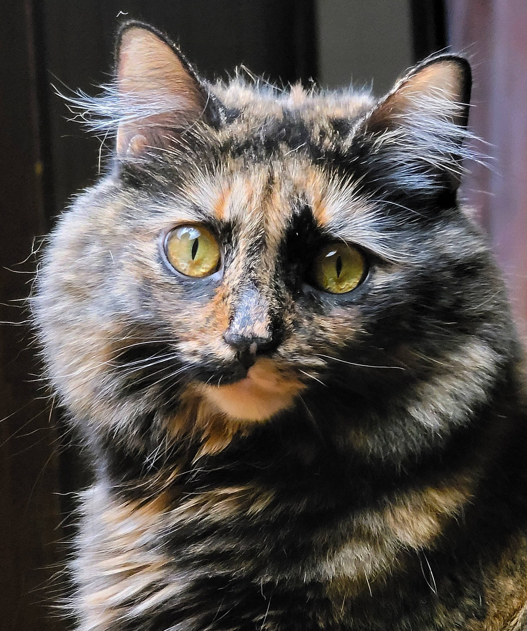 Marble joined the competition — help win amazing prizes! carnivore, cat, claw, close_up, domestic_short_haired_cat, felidae, fur, grass, paw, small_to_medium_sized_cats, snout, tail, terrestrial_animal, whiskers, wildlife