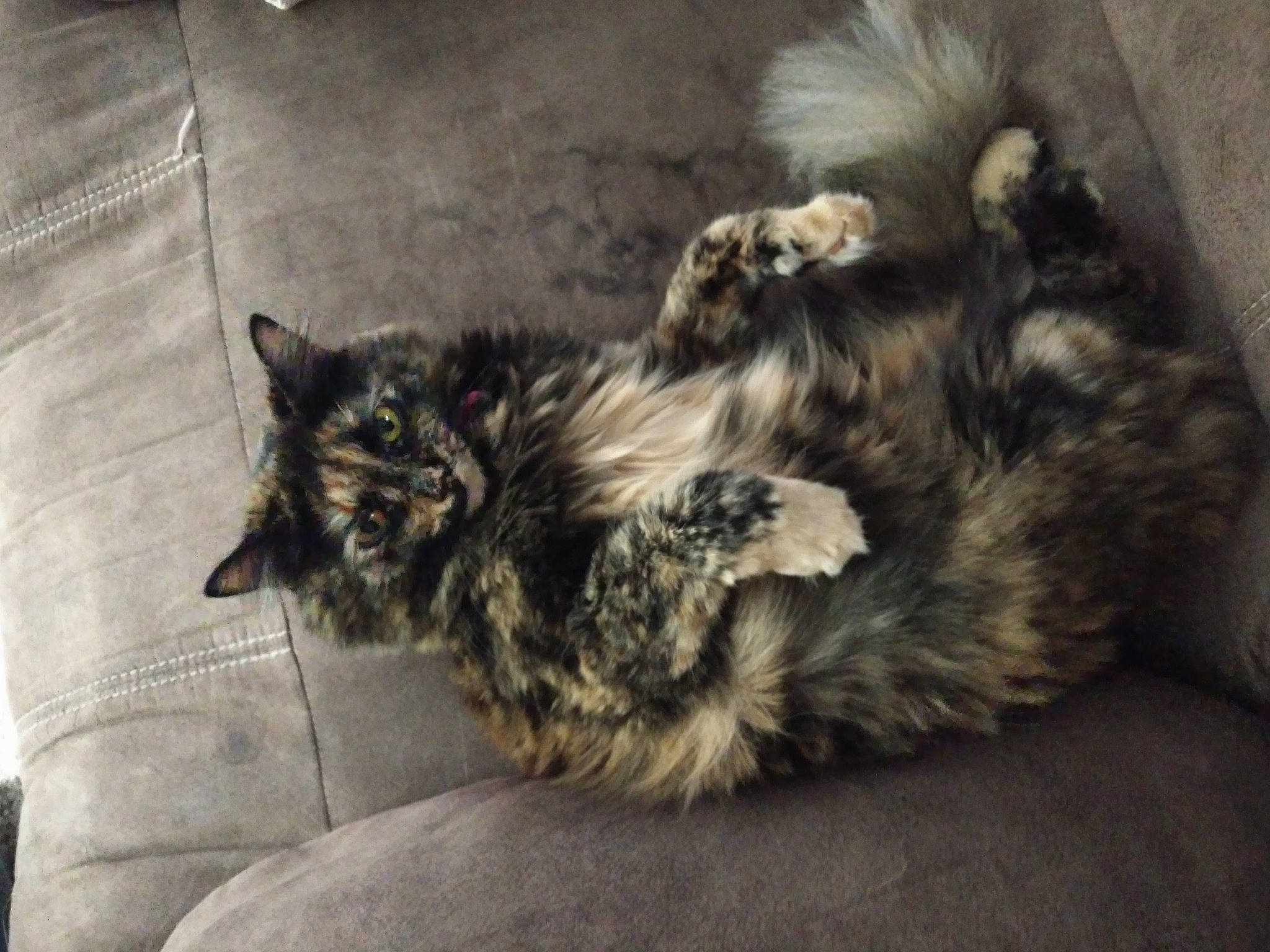 Marble joined the competition — help win amazing prizes! canidae, carnivore, cat, domestic_long_haired_cat, felidae, fur, kitten, maine_coon, norwegian_forest_cat, small_to_medium_sized_cats, tail, whiskers