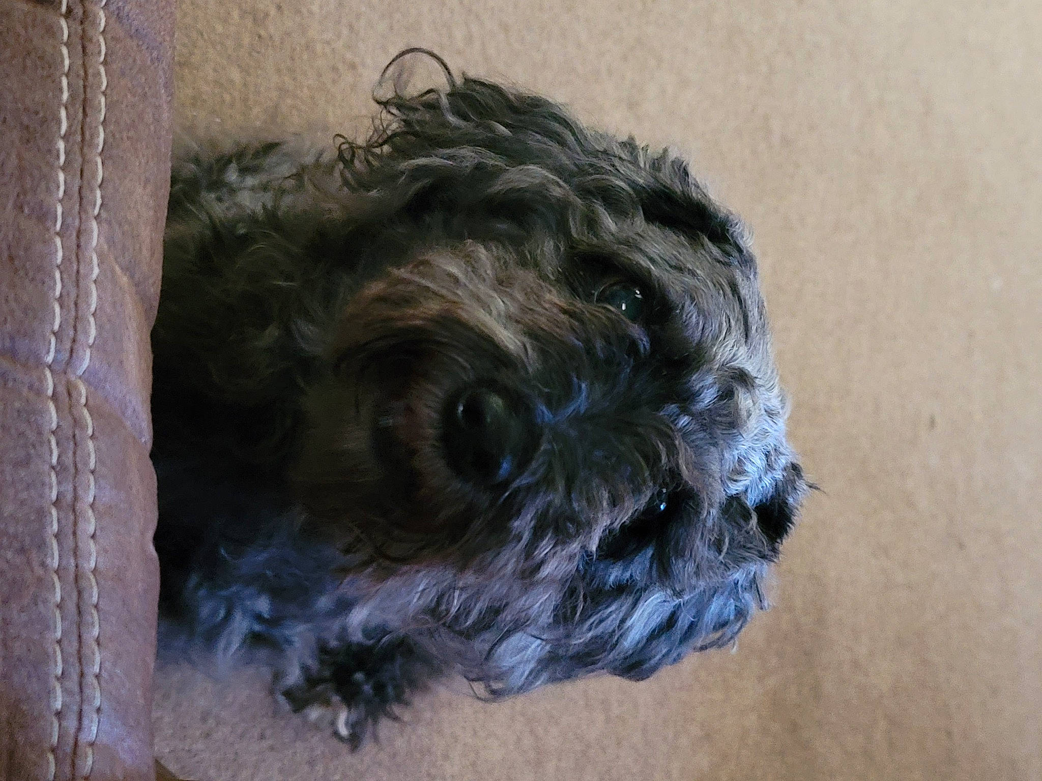 Spenc is registered to the contest to win money with this photo: canidae, carnivore, companion_dog, dog, dog_breed, eye, fur, liver, maltepoo, poodle_crossbreed, shih_poo, small_terrier, snout, sporting_group, terrier, toy_dog, water_dog, wood, working_animal, wrinkle