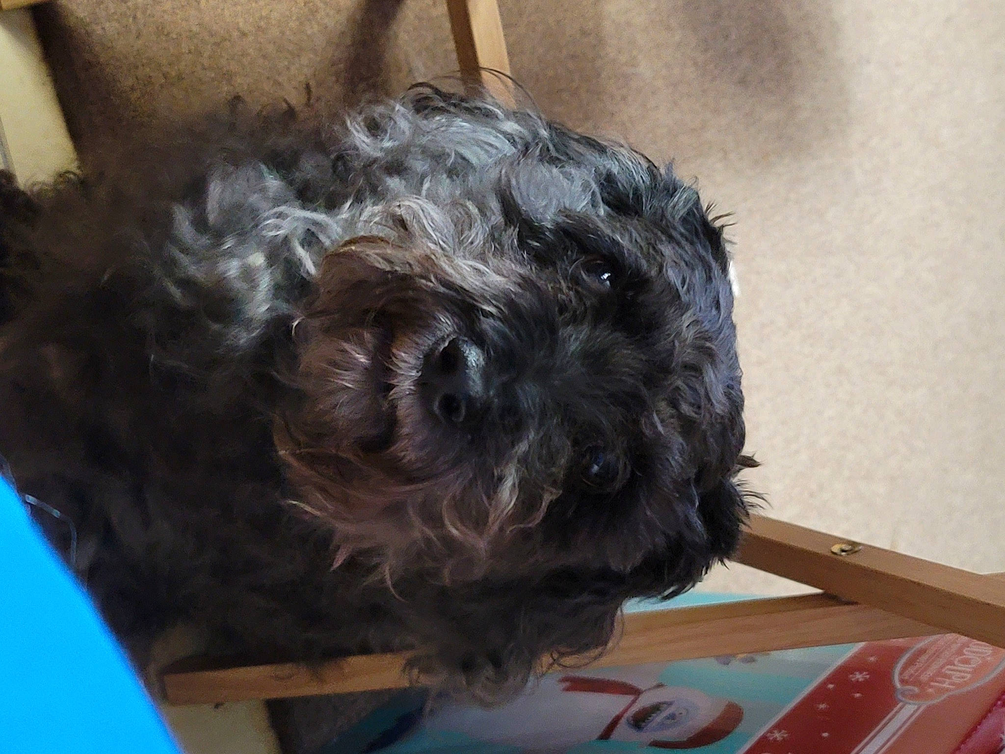 Spenc is registered to the contest to win money with this photo: canidae, carnivore, cockapoo, companion_dog, dog, dog_breed, flooring, fur, labradoodle, liver, non_sporting_group, poodle_crossbreed, small_terrier, snout, sporting_group, terrier, toy_dog, water_dog, working_animal, yorkipoo