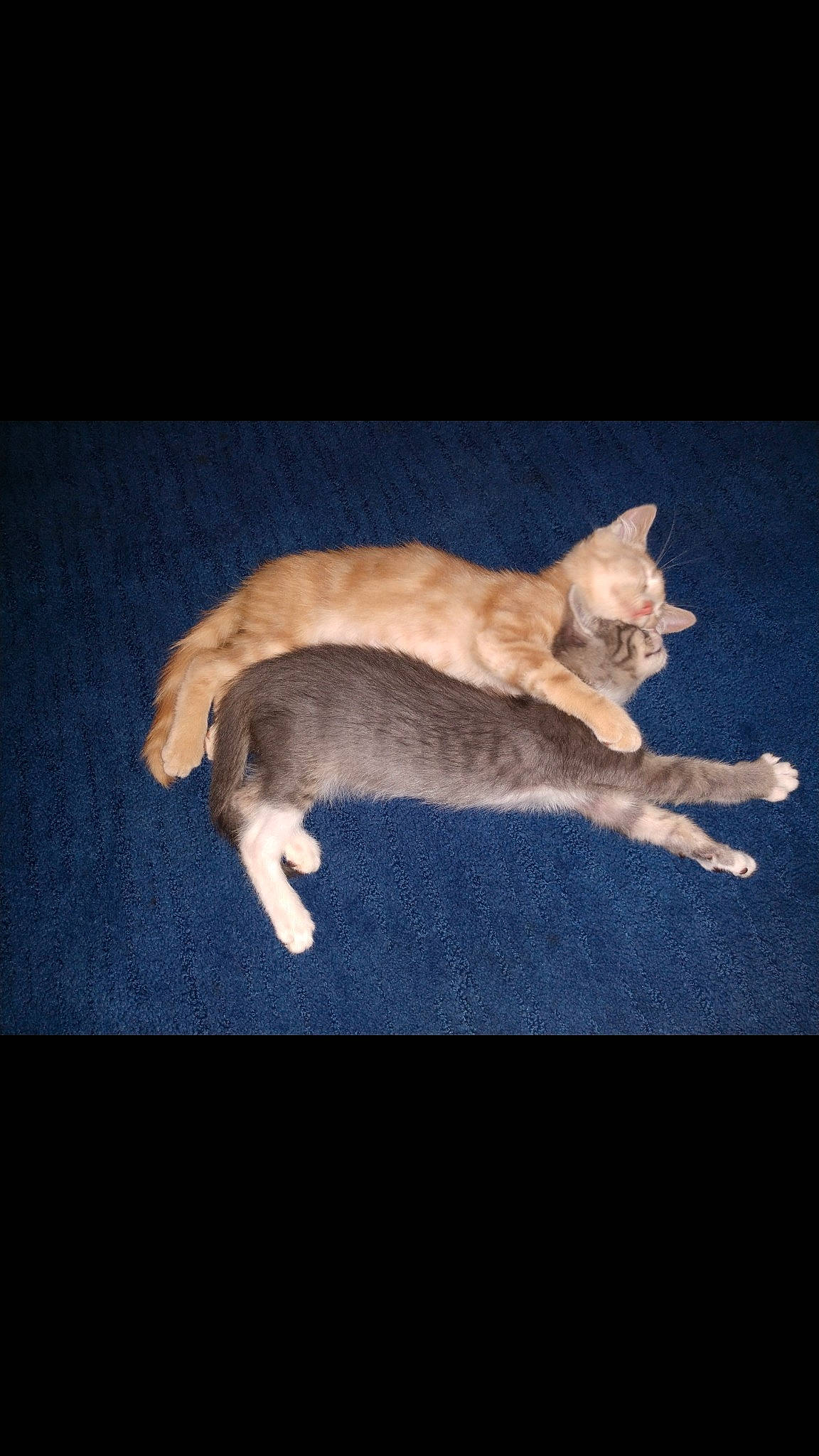 Runty is registered to the contest to win money with this photo: carnivore, cat, fawn, felidae, fur, oriental_longhair, paw, photography, small_to_medium_sized_cats, tail, whiskers