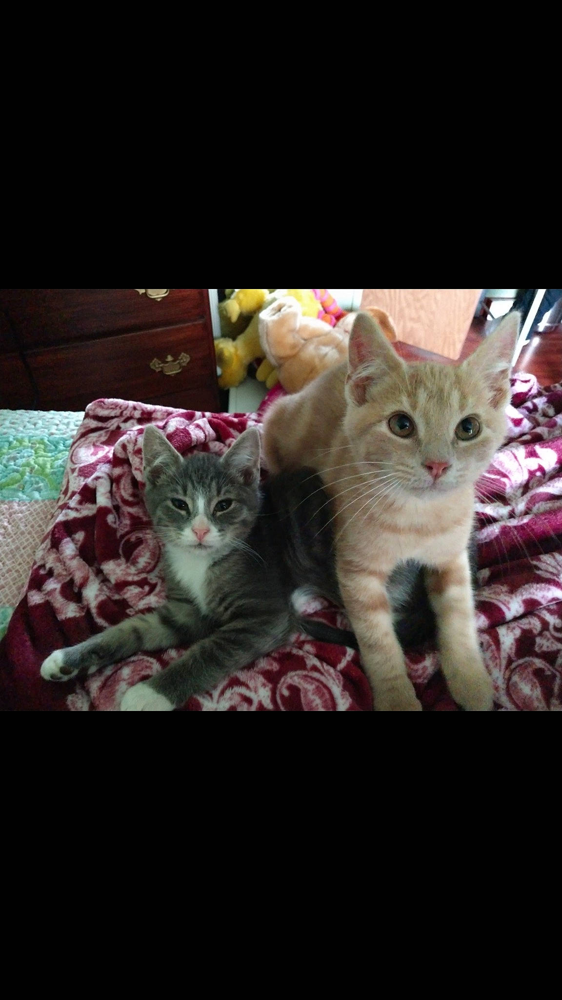 Runty joined the competition — help win amazing prizes! american_shorthair, arabian_mau, asian, australian_mist, carnivore, cat, domestic_short_haired_cat, egyptian_mau, european_shorthair, fawn, felidae, german_rex, kitten, mammal, photo_caption, small_to_medium_sized_cats, snapshot, tabby_cat, vertebrate, whiskers