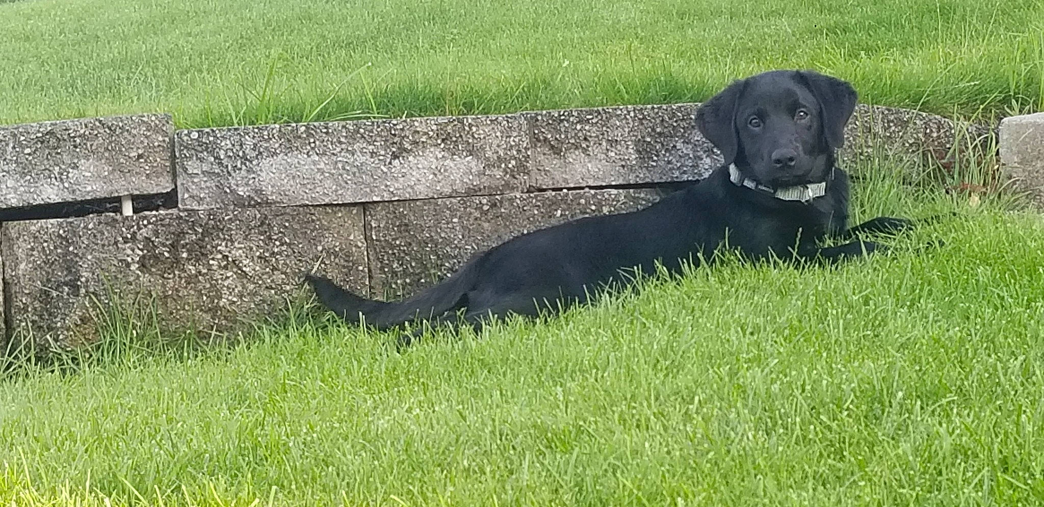 Zoey is registered to the contest to win money with this photo: beagador, borador, canidae, carnivore, companion_dog, dog, dog_breed, field_trial, flat_coated_retriever, grass, hunting_dog, labrador_retriever, mammal, patterdale_terrier, plant, pointing_breed, retriever, sporting_group, tail, vertebrate