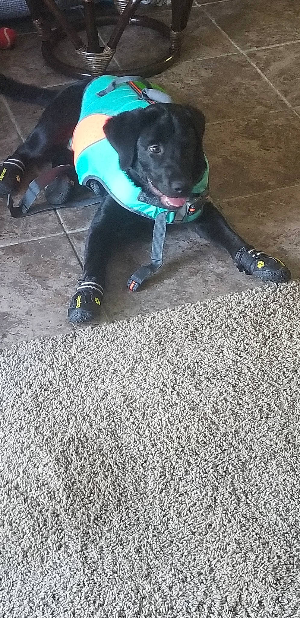 Zoey joined the competition — help win amazing prizes! american_pit_bull_terrier, canidae, carnivore, dog, dog_breed, sporting_group, staffordshire_bull_terrier