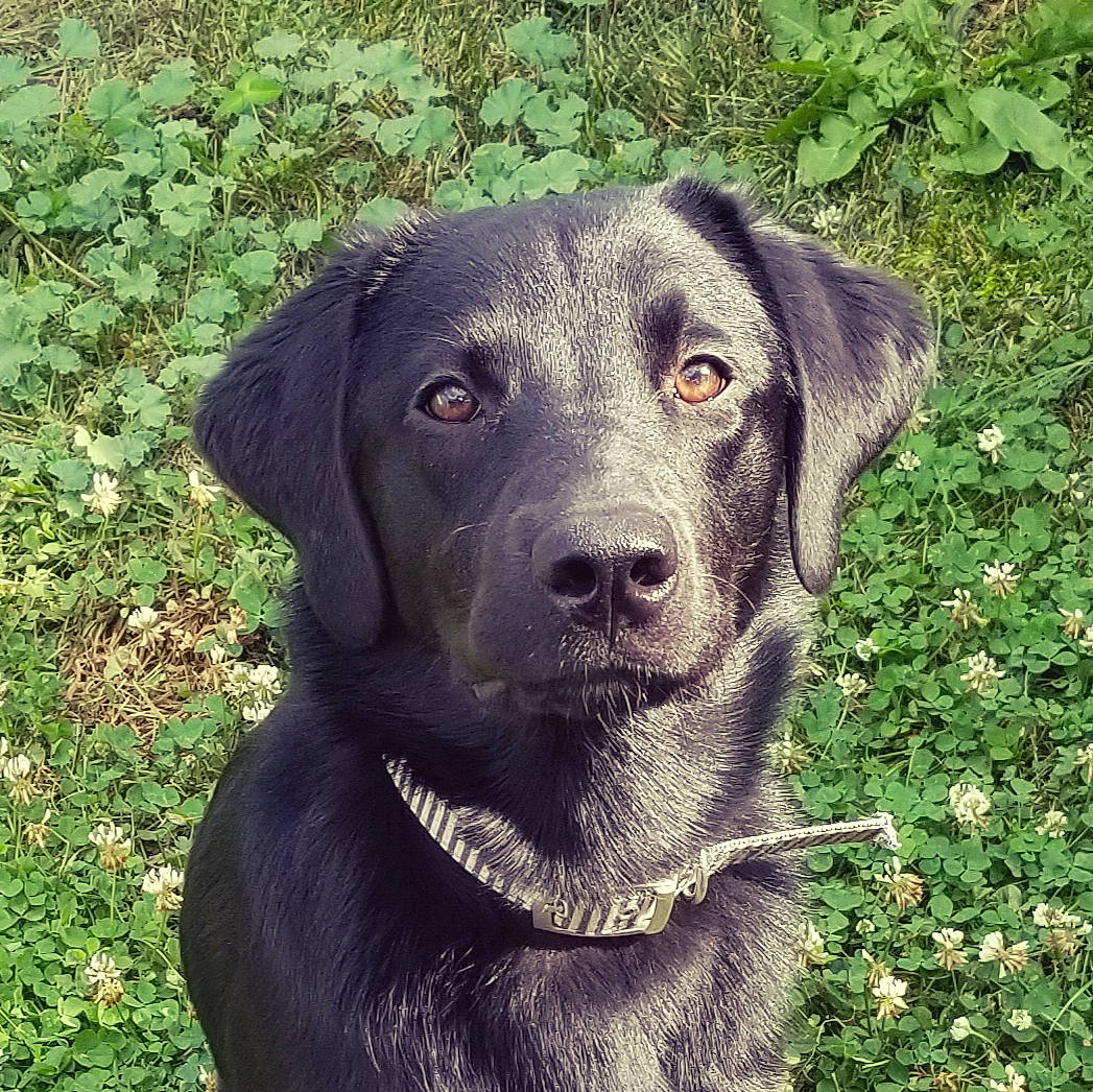 Zoey is registered to the contest to win money with this photo: beagador, blue_lacy, borador, canidae, carnivore, companion_dog, dog, dog_breed, grass, hunting_dog, labrador_retriever, mammal, plant, pointing_breed, puppy, retriever, snout, sporting_group, vertebrate