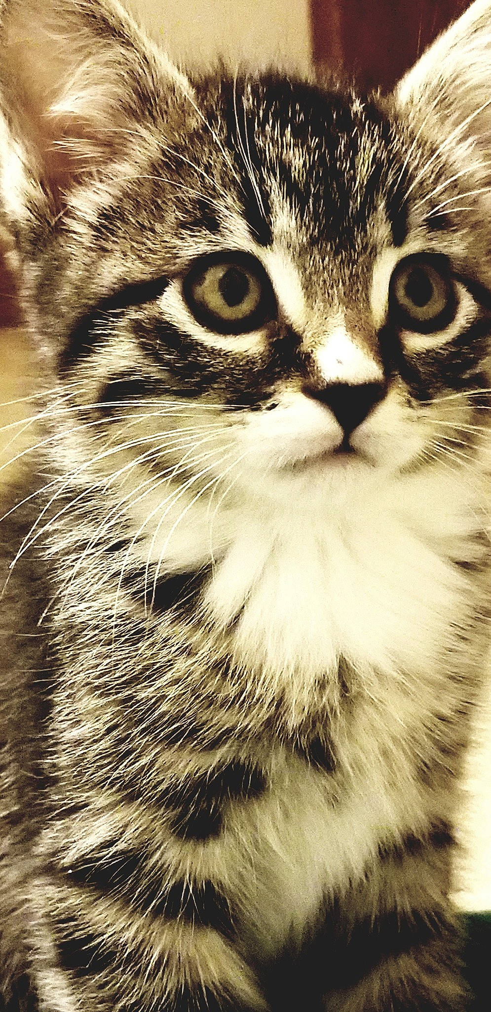 Gracie joined the competition — help win amazing prizes! american_curl, american_shorthair, american_wirehair, asian, carnivore, cat, close_up, domestic_short_haired_cat, european_shorthair, eye, felidae, fur, kitten, mammal, siberian, small_to_medium_sized_cats, snout, tabby_cat, vertebrate, whiskers