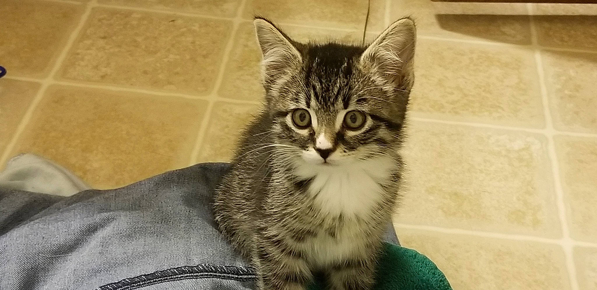 Gracie is registered to the contest to win money with this photo: aegean_cat, american_bobtail, american_shorthair, american_wirehair, asian, australian_mist, carnivore, cat, domestic_short_haired_cat, dragon_li, european_shorthair, felidae, kitten, mammal, siberian, small_to_medium_sized_cats, snout, tabby_cat, vertebrate, whiskers