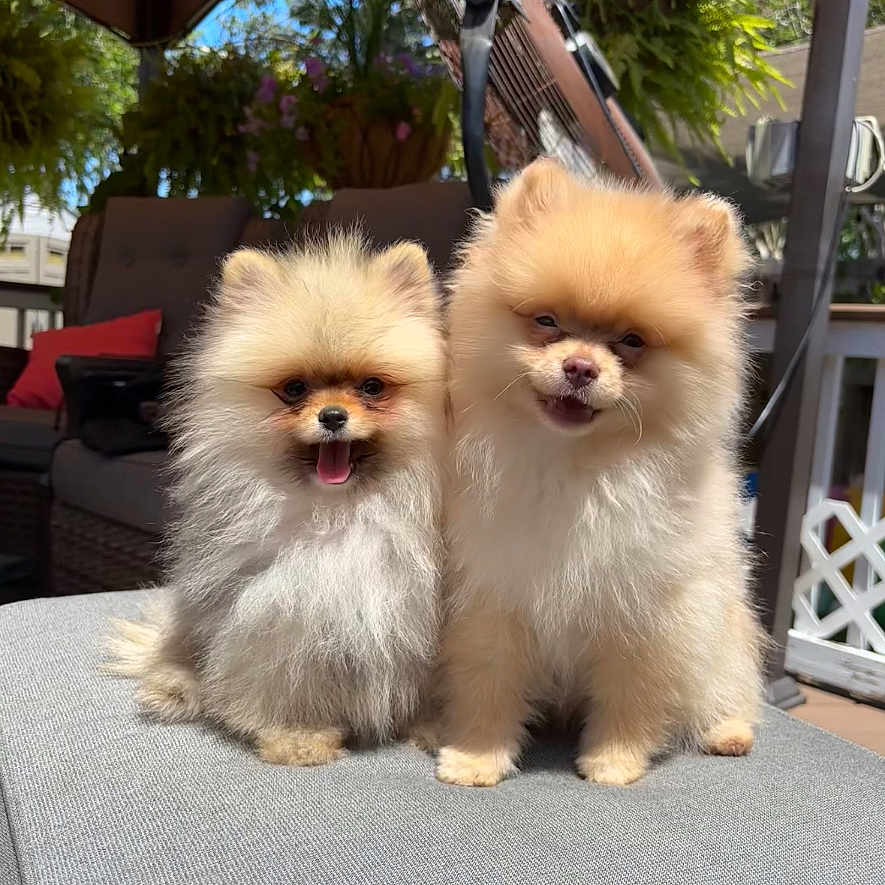 Kiki X Niko joined the competition — help win amazing prizes! animal, companions, cushion, cute, dog, face, fluffy, furniture, happy, nature, outdoor, patio, pet, plants, pomeranian, puppy, small_dog, sunlight, tongue_out, two_puppies