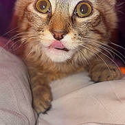 Fluffy joined the competition — help win amazing prizes! cat, kitten, tabby, close_up, cute, tongue_out, whiskers, fur, pet, animal, eyes, face, paws, indoor, blanket, cozy, curious, small, young, feline