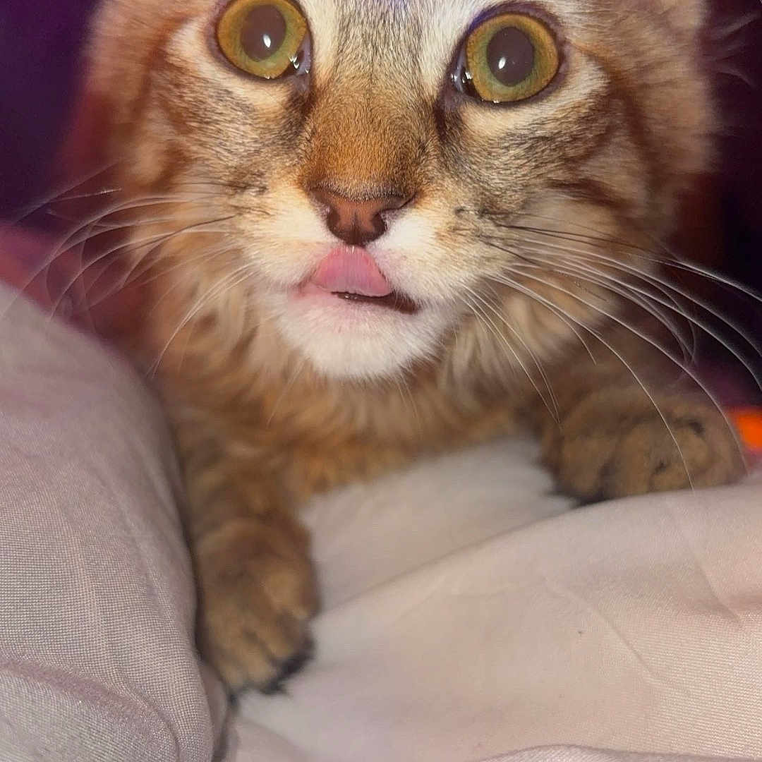 Fluffy