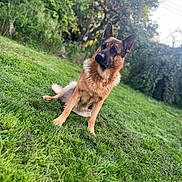 Tytus participe au concours pour gagner de l'argent avec cette photo : dog, german_shepherd, grass, outdoor, pet, animal, nature, greenery, tree, garden, canine, fur, sitting, alert, daylight, park, mammal, wildlife, portrait, domestic_animal