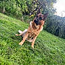 dog, german_shepherd, grass, outdoor, pet, animal, nature, greenery, tree, garden, canine, fur, sitting, alert, daylight, park, mammal, wildlife, portrait, domestic_animal
