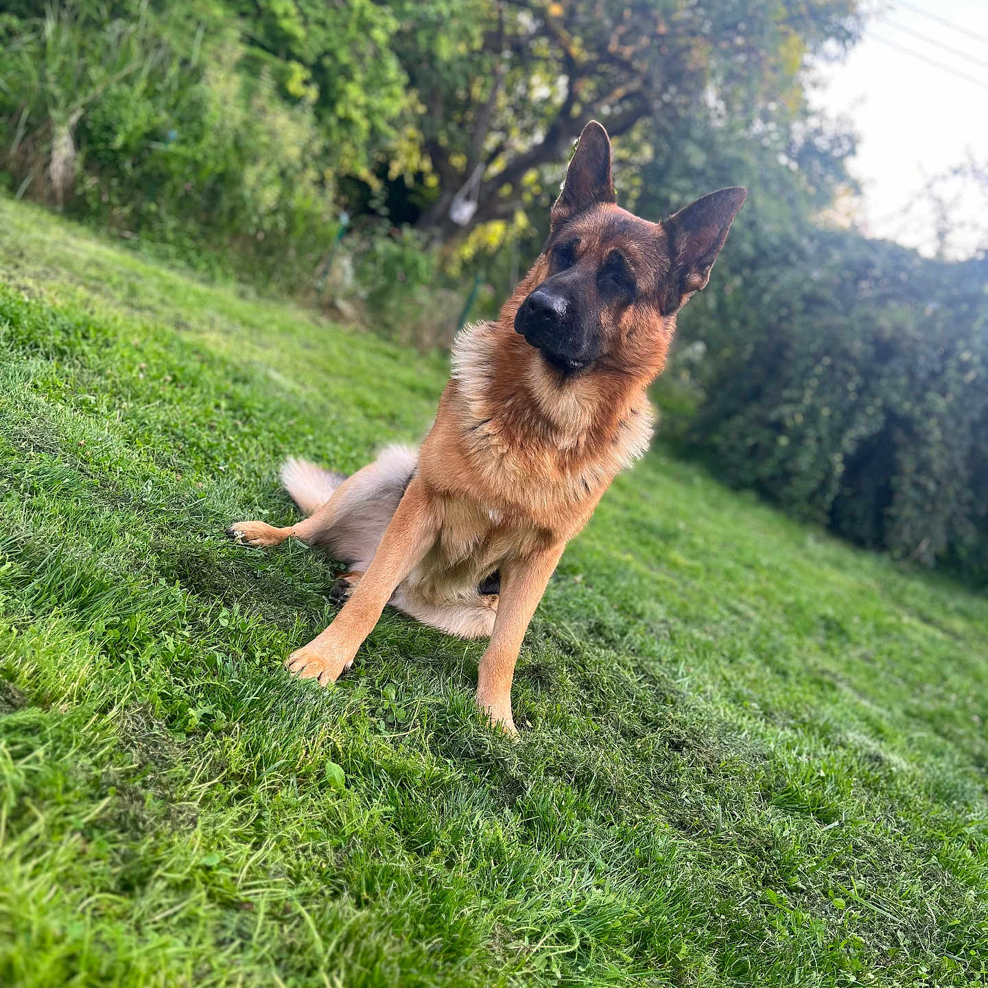 Tytus participe au concours pour gagner de l'argent avec cette photo : dog, german_shepherd, grass, outdoor, pet, animal, nature, greenery, tree, garden, canine, fur, sitting, alert, daylight, park, mammal, wildlife, portrait, domestic_animal