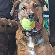 Rip is registered to the contest to win money with this photo: dog, tennis_ball, pet, animal, tongue_out, indoor, brown_fur, collar, couch, bookshelf, sitting, playful, close_up, household, furniture, canine, looking, cute, companion, domestic