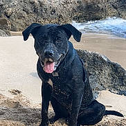 Deuce is registered to the contest to win money with this photo: animal, beach, black_dog, canine, coast, daytime, dog, fur, happy, nature, ocean, outdoor, pet, playful, rock, sand, sitting, tongue_out, water, waves