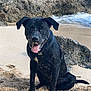 animal, beach, black_dog, canine, coast, daytime, dog, fur, happy, nature, ocean, outdoor, pet, playful, rock, sand, sitting, tongue_out, water, waves