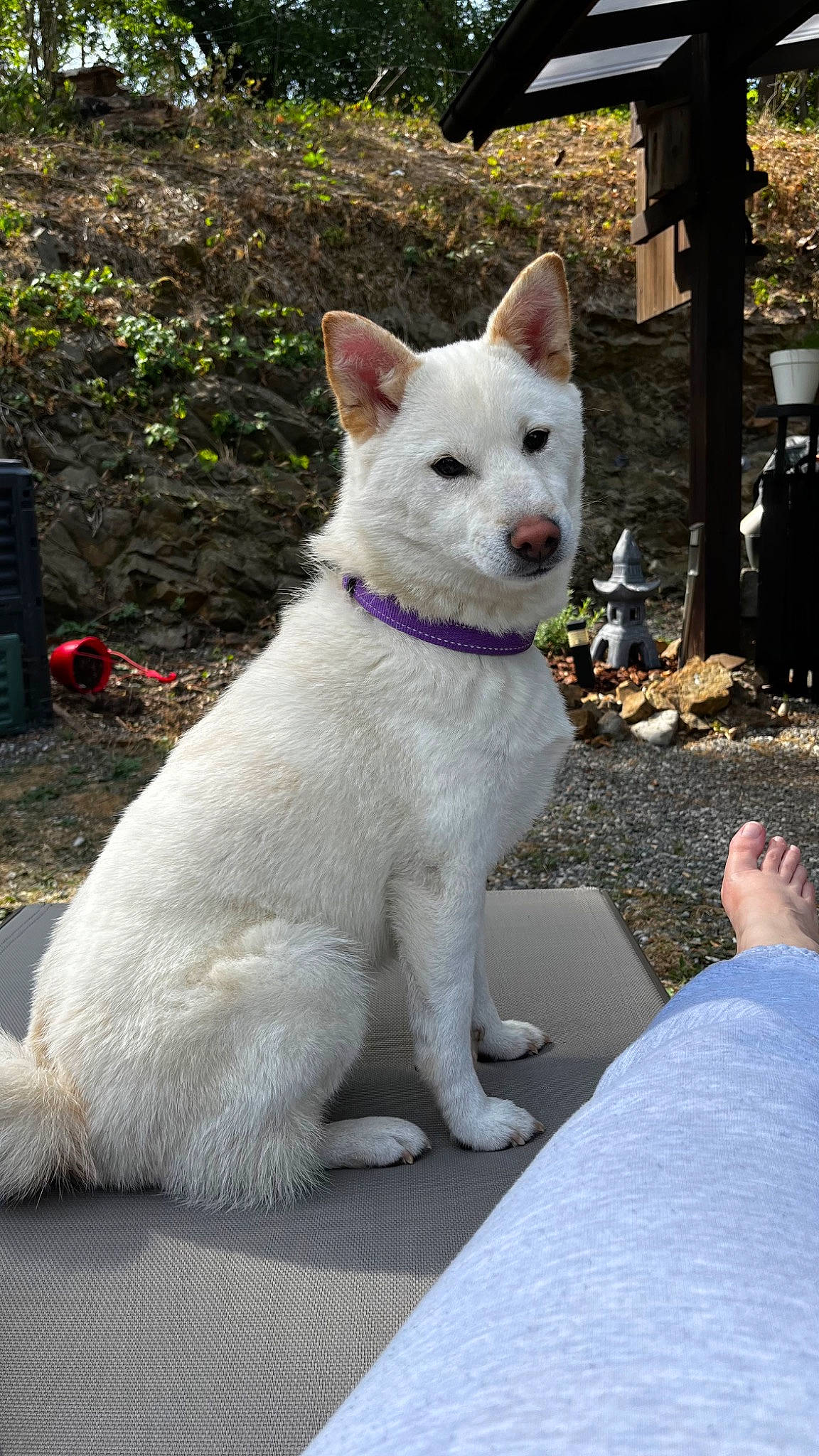 Freya a rejoint le concours — aidez-le/la à gagner de superbes lots ! ancient_dog_breeds, canidae, carnivore, collar, companion_dog, dog, dog_breed, fawn, fur, non_sporting_group, plant, snout, sporting_group, tail, terrestrial_animal