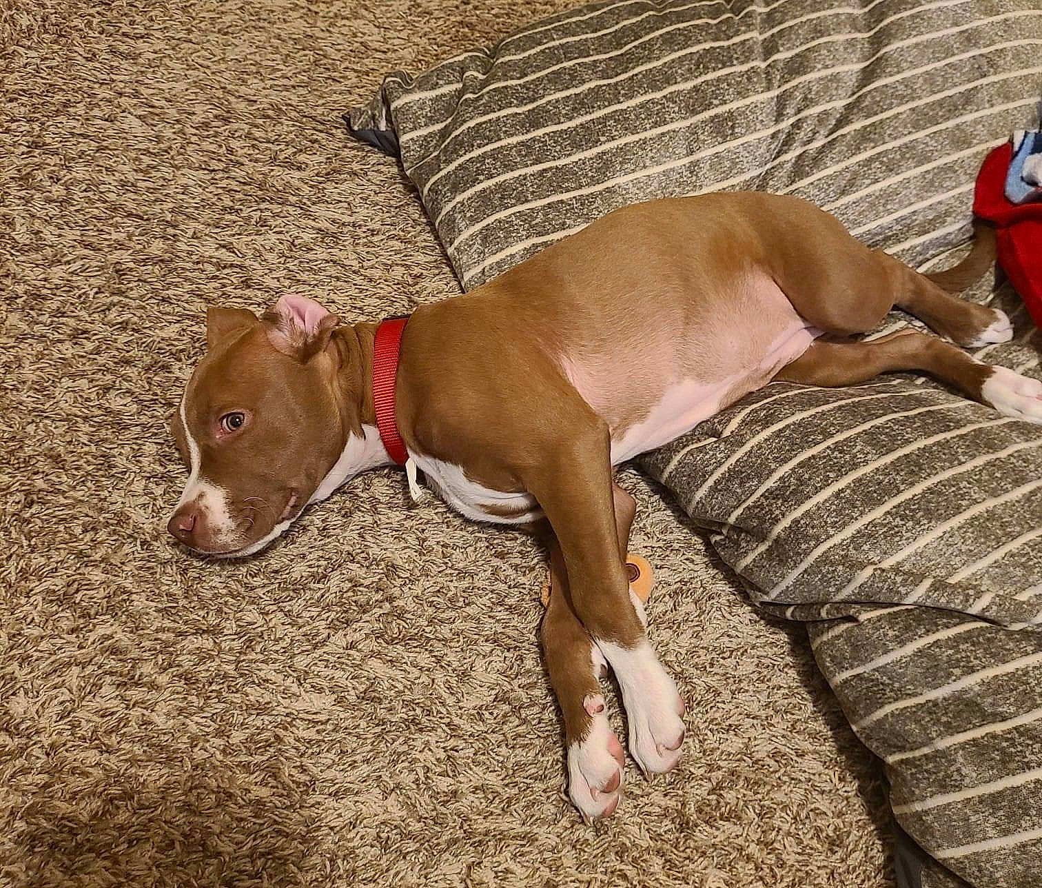 Ruby is registered to the contest to win money with this photo: canidae, carnivore, collar, comfort, companion_dog, dog, dog_breed, dog_collar, dog_supply, fawn, hunting_dog, liver, non_sporting_group, pet_supply, snout, sporting_group, tail, terrestrial_animal, toy_dog, working_animal