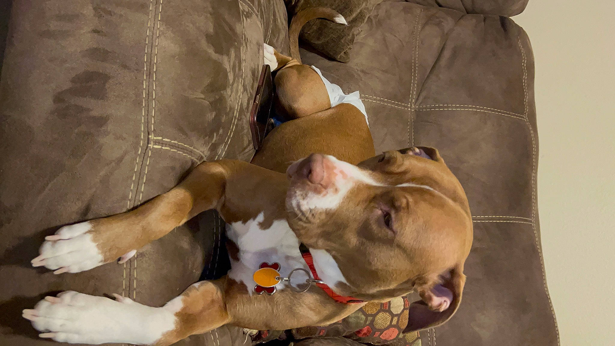 Ruby joined the competition — help win amazing prizes! canidae, carnivore, comfort, companion_dog, couch, dog, dog_breed, ear, fawn, fur, human_leg, liver, nap, non_sporting_group, sleep, snout, sporting_group, working_animal