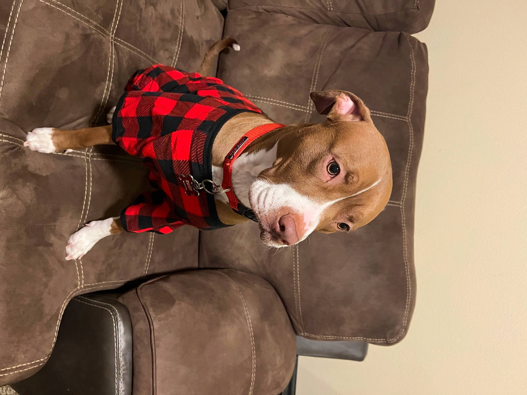 Ruby is registered to the contest to win money with this photo: carnivore, collar, comfort, companion_dog, dog, dog_breed, dog_clothes, dog_supply, fashion_accessory, fawn, headgear, liver, pattern, personal_protective_equipment, sleeve, snout, sporting_group, tartan, working_animal