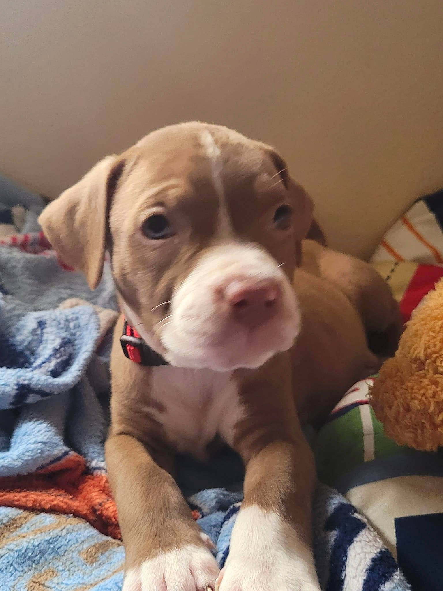 Ruby is registered to the contest to win money with this photo: canidae, carnivore, comfort, companion_dog, dog, dog_breed, dog_collar, fawn, liver, non_sporting_group, snout, sporting_group, whiskers, working_animal