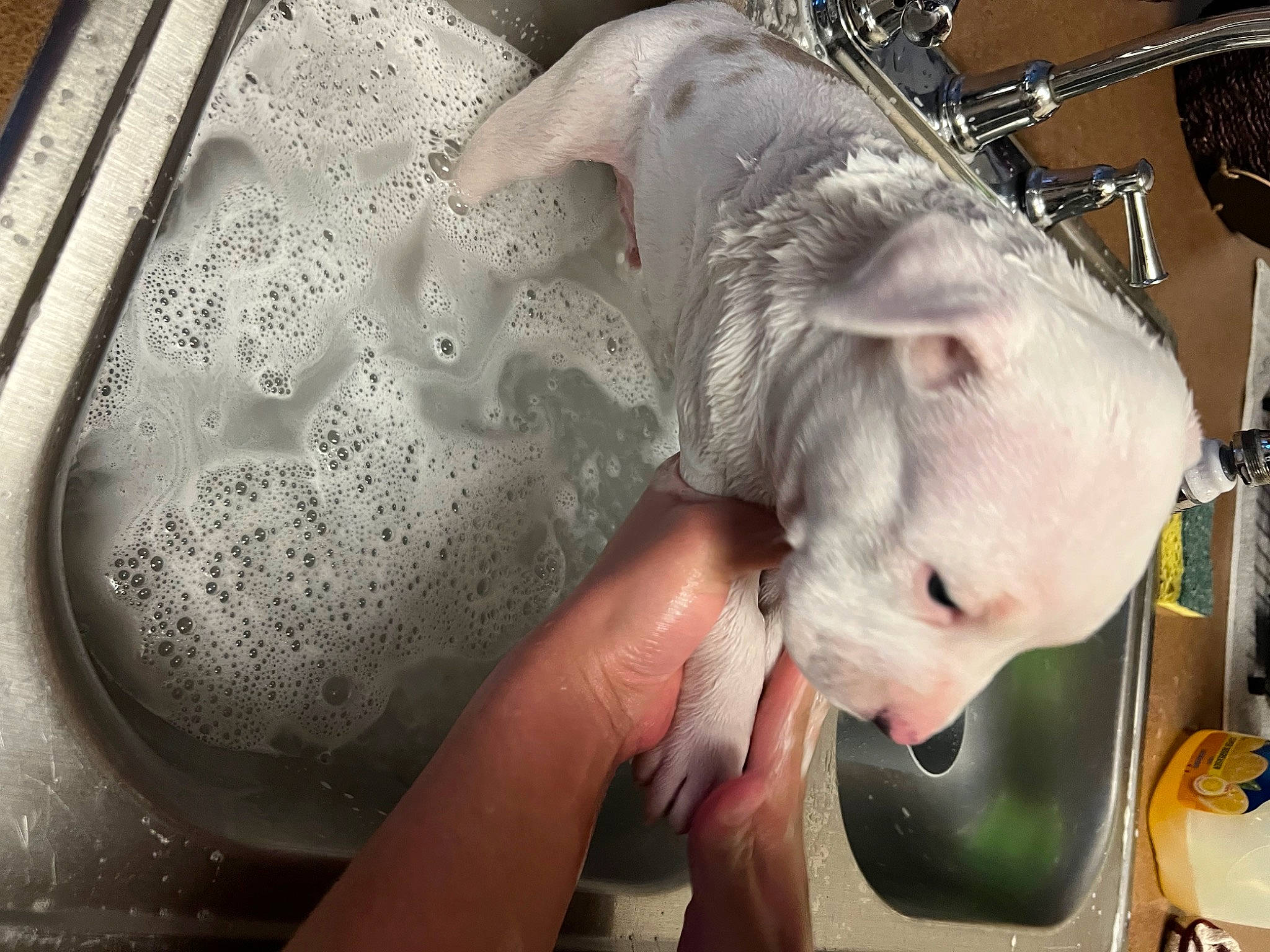 King is registered to the contest to win money with this photo: canidae, carnivore, companion_dog, dog, dog_breed, dogo_argentino, domestic_pig, fur, livestock, metal, nail, non_sporting_group, snout, sporting_group, suidae, whiskers, working_animal, wrinkle