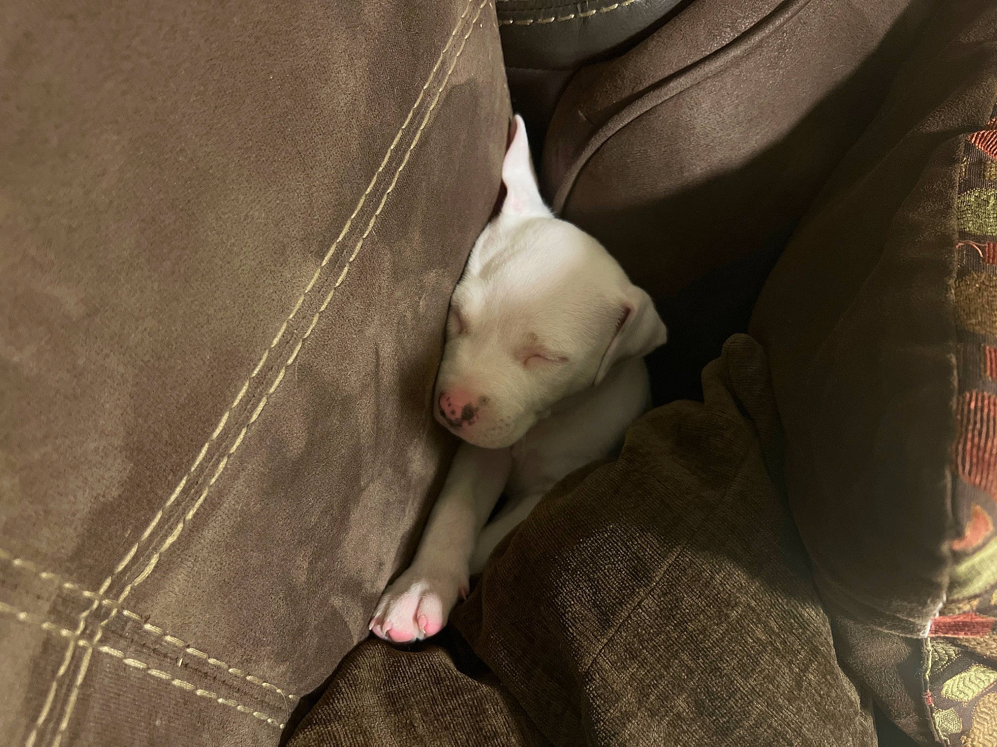 King is registered to the contest to win money with this photo: bull_terrier, canidae, carnivore, comfort, companion_dog, dog, dog_breed, fawn, felidae, fur, human_leg, knee, non_sporting_group, pattern, sporting_group, terrestrial_animal, toy_dog, whiskers, working_animal