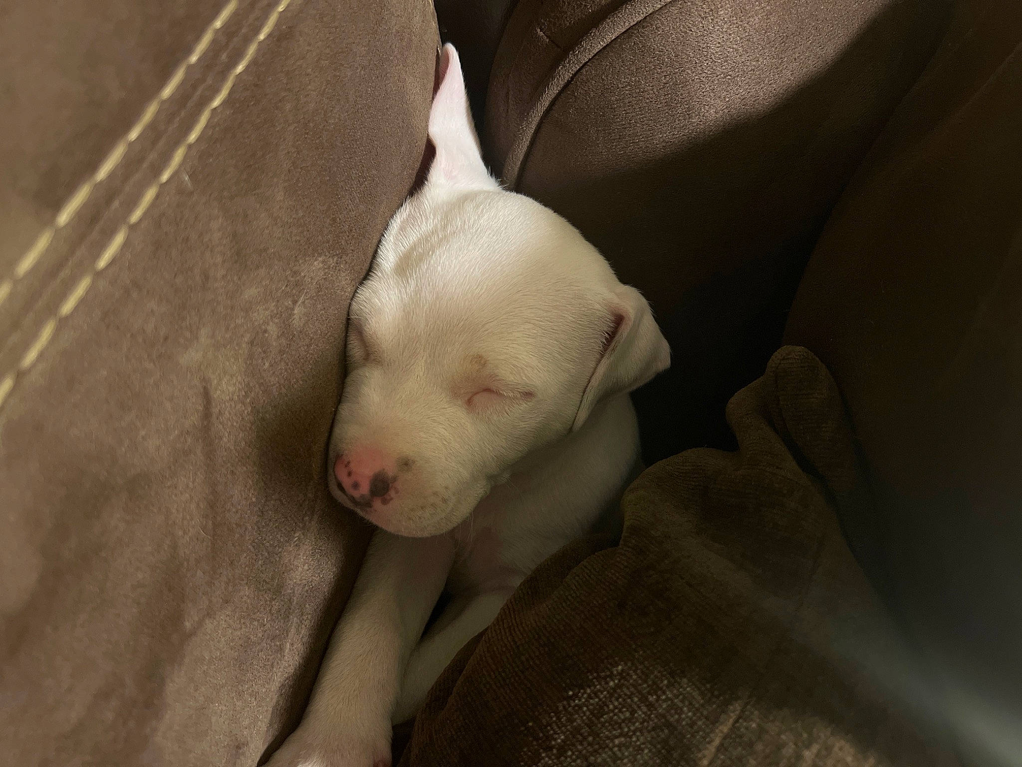 King is registered to the contest to win money with this photo: canidae, carnivore, comfort, companion_dog, dog, dog_breed, fawn, nail, non_sporting_group, snout, sporting_group, tail, terrestrial_animal, toy_dog, whiskers, working_animal