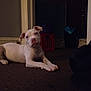 puppy, dog, white_dog, indoor, carpet, floor, pet, animal, laying_down, curious, looking, head_tilt, dim_light, shadow, household, crate, doorframe, young_dog, companion, cute