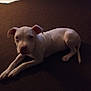 puppy, dog, white_dog, indoor, carpet, lying_down, pet, animal, young_dog, canine, curious, floor, domestic_animal, mammal, four_legs, ears, tail, snout, eyes, house