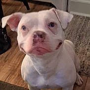 Sky is registered to the contest to win money with this photo: dog, white_dog, indoor, floor, rug, wooden_floor, chair, radiator, door, pet, animal, looking_up, sitting, curious, gentle, canine, household, domestic, companion, cute