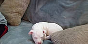 Sky is registered to the contest to win money with this photo: puppy, dog, sleeping, couch, blanket, pillow, indoor, pet, rest, cozy, white, small, cute, animal, fur, home, relaxation, domestic, comfort, nap