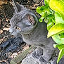Squabbles is registered to the contest to win money with this photo: cat, gray_cat, animal, pet, outdoor, green_leaves, plant, concrete, soil, dried_leaves, curious, whiskers, ears, paws, nature, close_up, side_view, feline, young_cat, texture