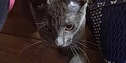 Squabbles is registered to the contest to win money with this photo: cat, gray_cat, playing, paw, beads, floor, wooden_floor, indoor, curious, pet, animal, whiskers, tail, toy, carpet, bag, patterned_bag, closeup, feline, domestic_cat