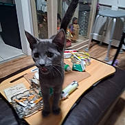 Squabbles joined the competition — help win amazing prizes! cat, gray_cat, furniture, tray, ashtray, cigarette_butts, couch, wooden_table, indoor, cabinet, stool, floor, clutter, pet, animal, blurred, domestic, room, household, background
