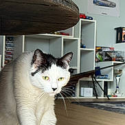 Letty participe au concours pour gagner de l'argent avec cette photo : cat, black_and_white, indoor, wooden_table, floor, shelf, poster, toy_car, curious, pet, whiskers, feline, home, cozy, animal, green_eyes, fur, cautious, decor, living_room