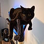Tokyo a rejoint le concours — aidez-le/la à gagner de superbes lots ! black_cat, cat_tree, indoor, pet, feline, fur, whiskers, yellow_eyes, scratching_post, dangling_toys, wooden_table, living_room, electronics, relaxed, curious, domestic_cat, furniture, playful, animal, cozy