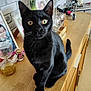 Tokyo a rejoint le concours — aidez-le/la à gagner de superbes lots ! black_cat, cat, pet, animal, wooden_countertop, glassware, framed_photos, decor, lamp, brick_wall, indoor, household_items, curious, yellow_eyes, feline, sitting, domestic, tabletop, close_up, portrait