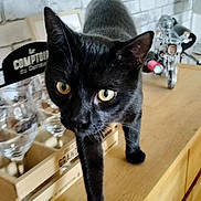 Tokyo participe au concours pour gagner de l'argent avec cette photo : black_cat, cat, animal, pet, curious, wooden_countertop, glass, kitchen, brick_wall, indoor, feline, close_up, walking, table, decor, model_motorcycle, eyes, whiskers, ears, focus