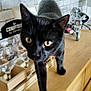 animal, black_cat, brick_wall, cat, close_up, curious, decor, ears, eyes, feline, focus, glass, indoor, kitchen, model_motorcycle, pet, table, walking, whiskers, wooden_countertop